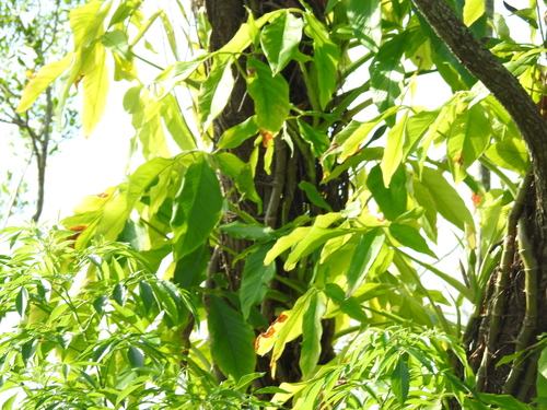 Syngonium podophyllum image