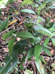 Eugenia brasiliensis