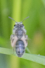 Andrena erigeniae