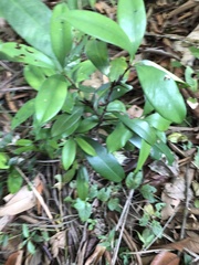 Eugenia brasiliensis