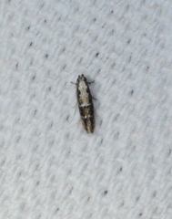 Tineidae clade b