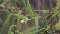 Varronia leucophlyctis