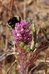 Bombus californicus