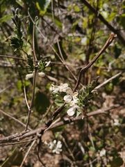 Henrya