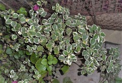 Coleus forsteri