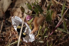 Bombus californicus