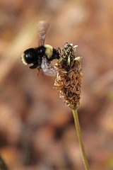 Bombus californicus