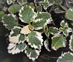 Coleus forsteri