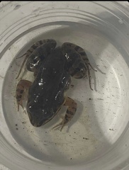 Leptodactylus albilabris