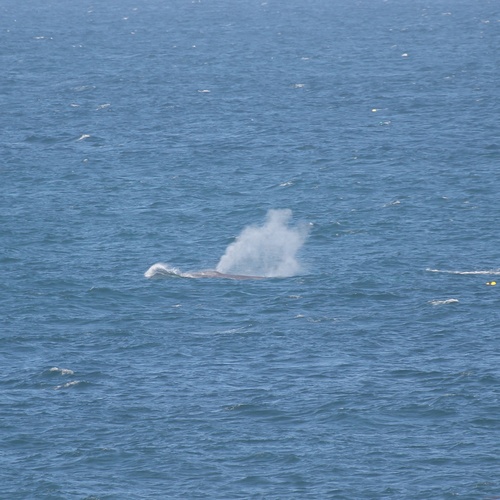 photo of Blue Whale (Balaenoptera musculus)