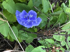 Jacquemontia frankeana