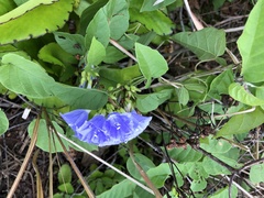 Jacquemontia frankeana