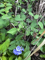 Jacquemontia frankeana
