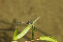 Dythemis nigra
