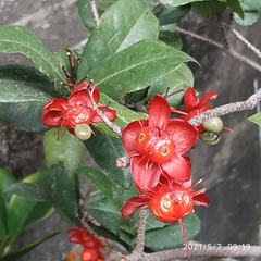 Ochna serrulata