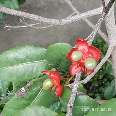 Ochna serrulata