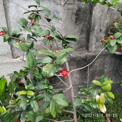Ochna serrulata
