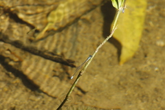 Acanthagrion quadratum