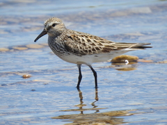 Calidris fuscicollis