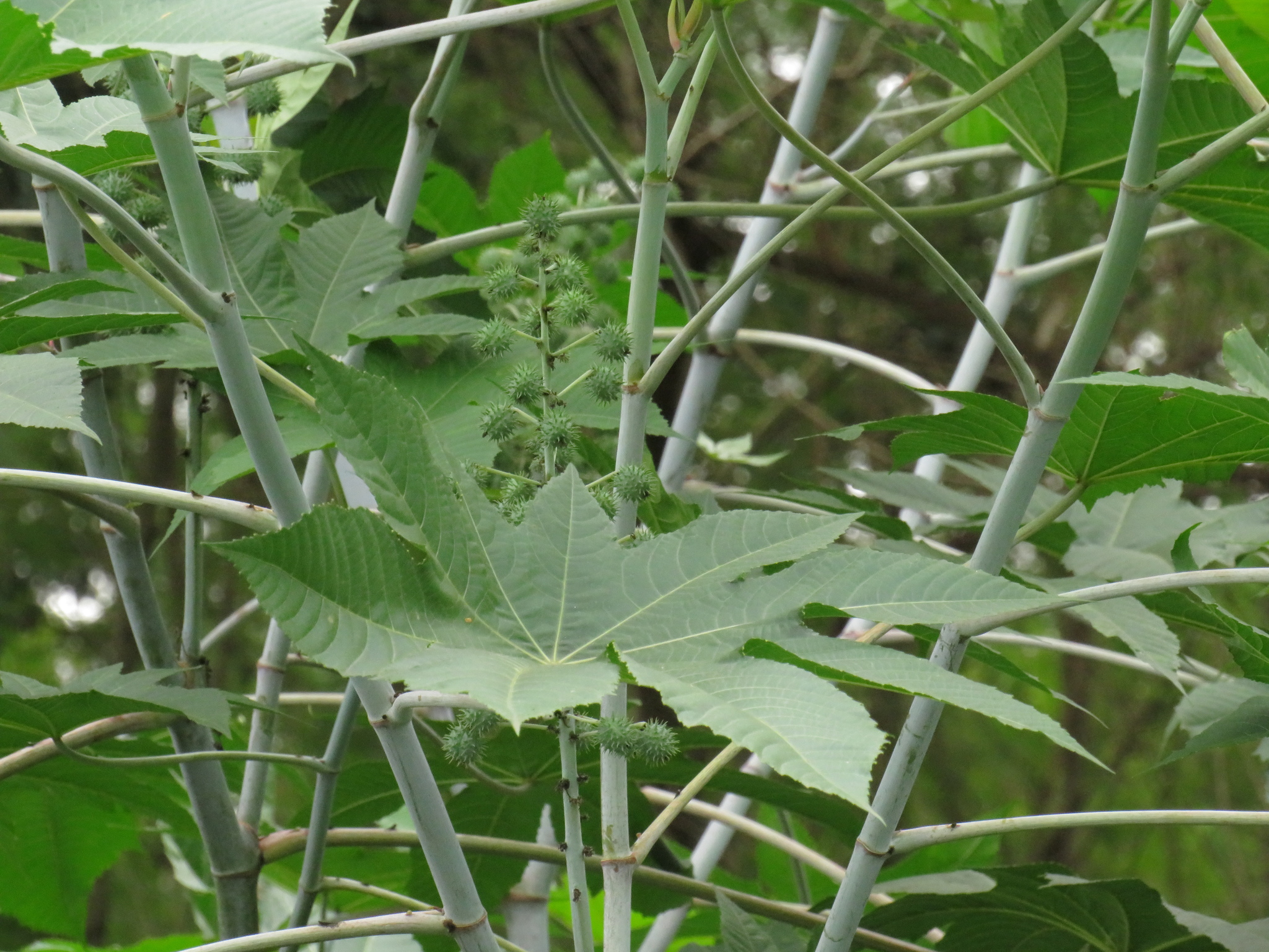 Ricinus communis