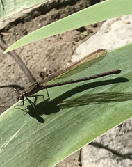 Argia immunda