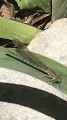 Argia immunda