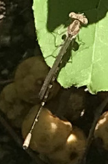 Argia immunda