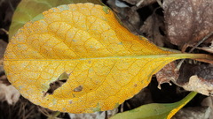 Rossmanomyces pyrolae