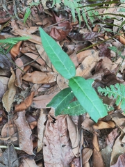 Apocynoideae