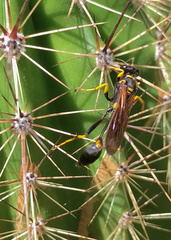 Sceliphron caementarium