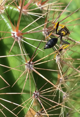 Sceliphron caementarium