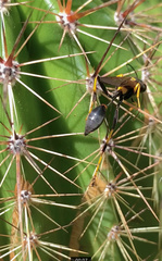 Sceliphron caementarium