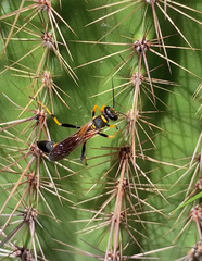 Sceliphron caementarium