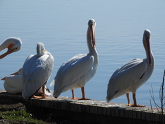 Pelecanus erythrorhynchos