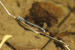 Argia westfalli