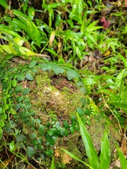 Marcgravia rectiflora