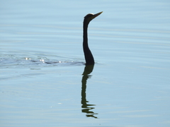 Anhinga anhinga