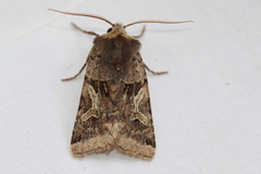Cerastis enigmatica