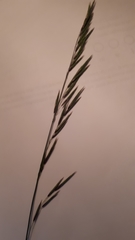 Melica subulata