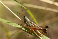 Staurorhectus longicornis