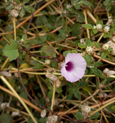 Ipomoea grandifolia