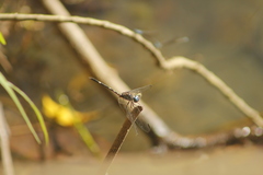 Dythemis nigra