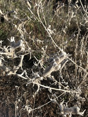 Mentzelia laevicaulis