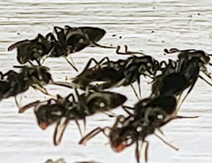 Technomyrmex difficilis