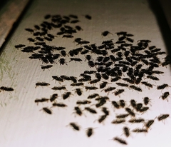 Technomyrmex difficilis