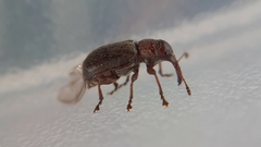 Doydirhynchus austriacus