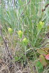 Castilleja lutescens