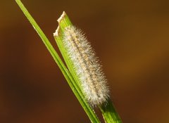 Cisseps fulvicollis