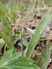 Erythronium propullans