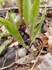 Erythronium propullans